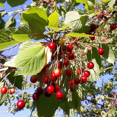 Prunus avium